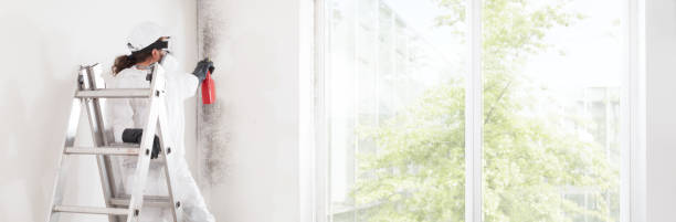 Best Mold Remediation for Healthcare Facilities  in Lewiston, ID
